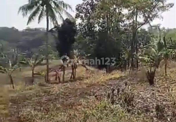 di Jual Tanah Kebun Murah di Sipak Jasinga Bogor 2