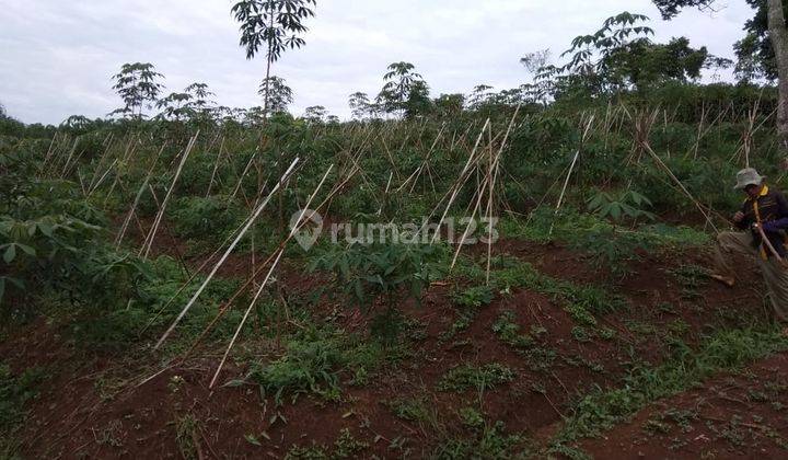 di Jual Tanah Kebun di Mariwati Sukaresmi Cipanas Cianjur 1