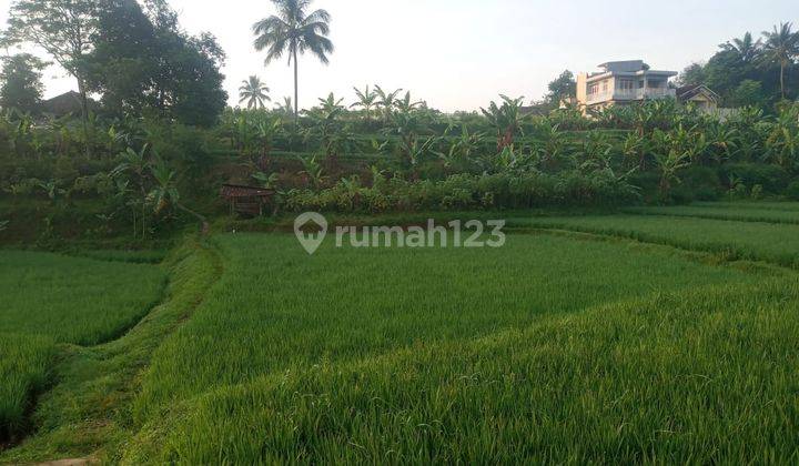 di Jual Tanah Sawah Produktif Dan Air Melimpah di Caringin 1