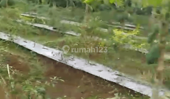 Di Jual Tanah Kebun Pepaya Di Kalapanunggal Sukabumi 2