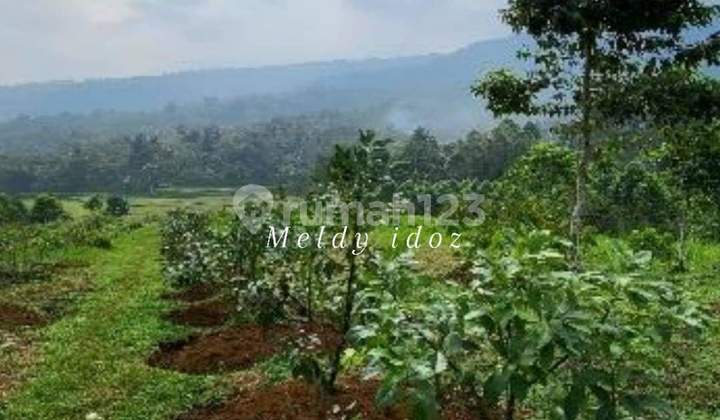 Di Jual Tanah Perkebunan Produktif Di Cikidang Sukabumi Di Jual Tanah Perkebunan Produktif Di Cikidang Sukabumi
