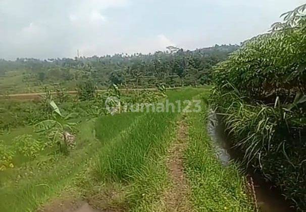 di Jual Tanah Untuk Perkebunan Air Melimpah di Ciambar Sukabumi  2