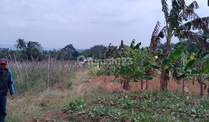 di Jual Lahan Kebun Subur Dingin Dan View Gunung di Tapos Ciawi 2