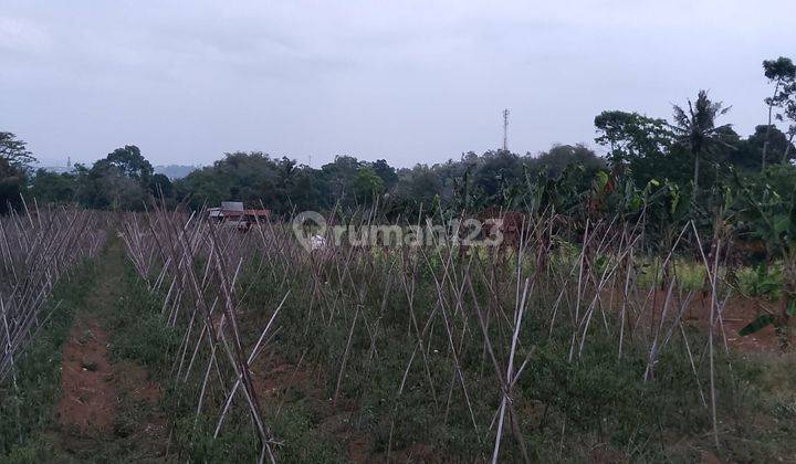 di Jual Lahan Kebun Subur Dengan View Gunung di Tapos Ciawi 2