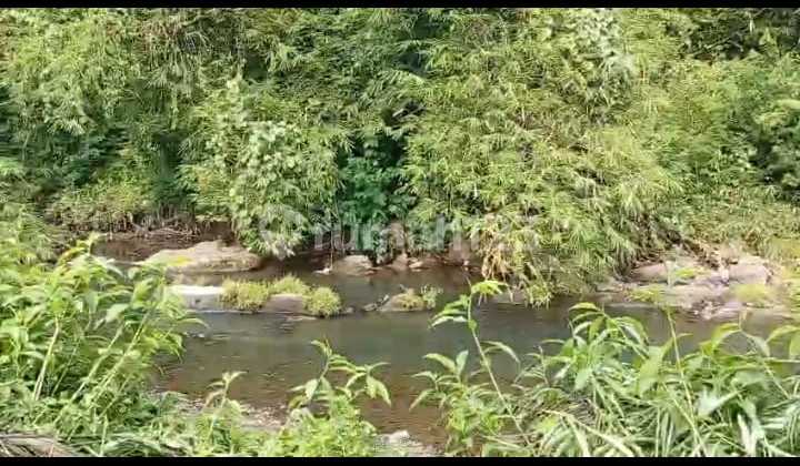 Di Jual Lahan SHM Kebun Durian di Cigudeg Bogor Barat