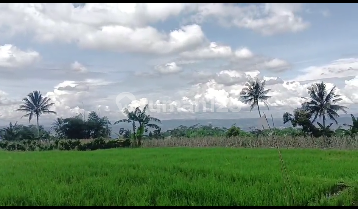Di Jual Tanah Kebun dan Sawah Subur Air Melimpah Akses Mobil di Cidahu Sukabui