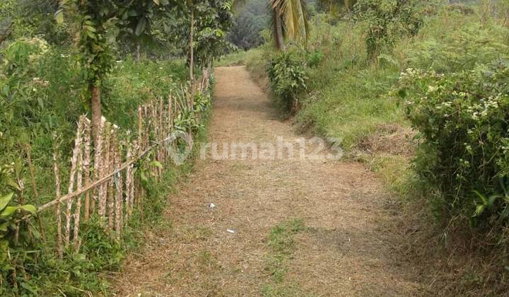 di Jual Tanah Kebun di Mariwati Sukaresmi Cipanas Cianjur 1