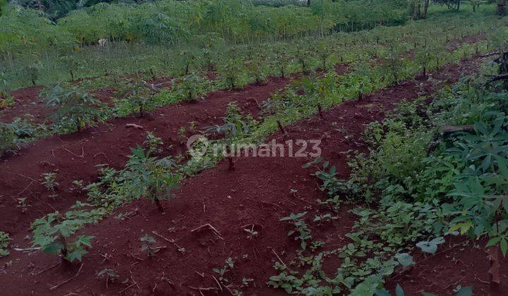 Di Jual Lahan Kebun Subur View Gunung Di Citapen Ciawi 2