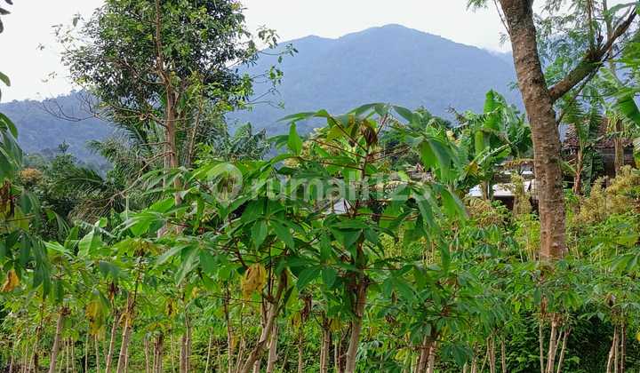Di Jual Tanah Kebun SHM View Gunung untuk Villa di Cicurug Sukabumi Di Jual Tanah Kebun SHM View Gunung untuk Villa di Cicurug Sukabumi