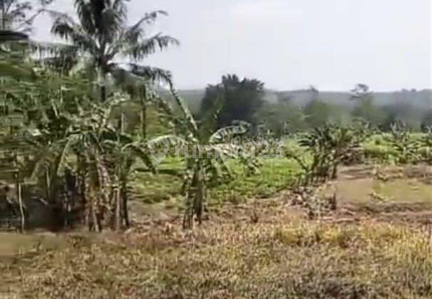 di Jual Tanah Kebun Murah di Sipak Jasinga Bogor 1