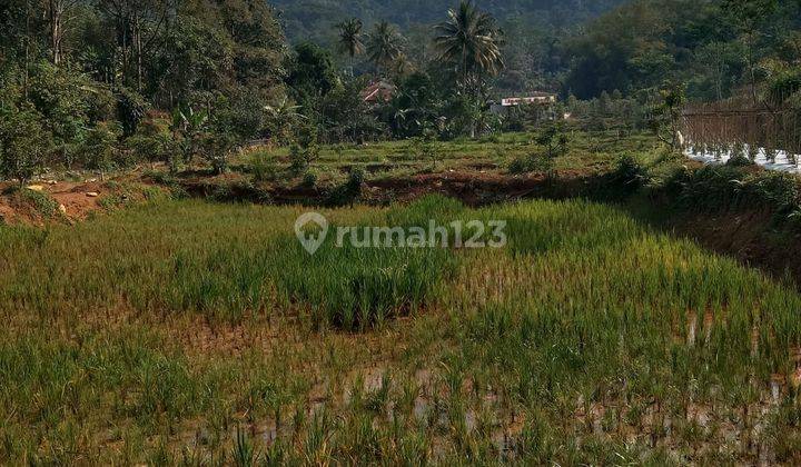 di Jual Perkebunan Alpukat di Cigudeg Bogor 2