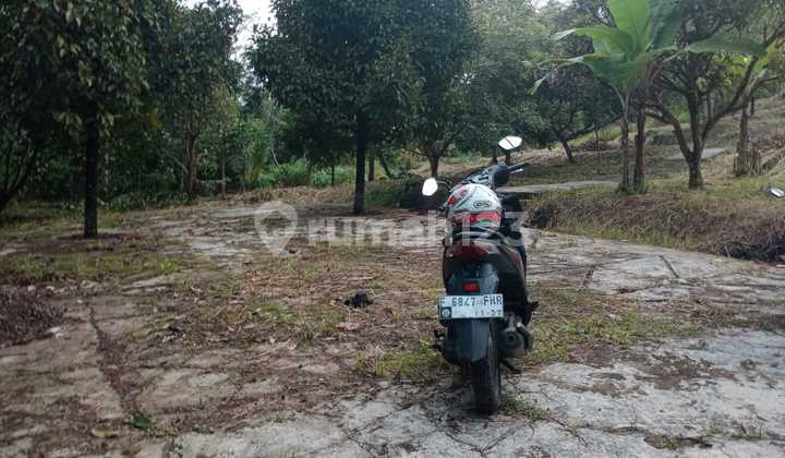 Di Jual Lahan Perkebunan Durian/manggis/lengkeng Di Leuwisadeng Bogor Barat 1