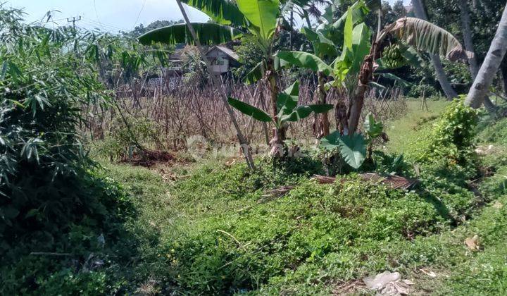 di Jual Tanah Kebun Air Melimpah di Tapos Cibedug Kecamatan Ciawi  1