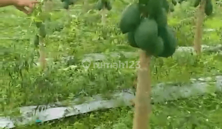 Di Jual Tanah Kebun Pepaya Di Kalapanunggal Sukabumi 1