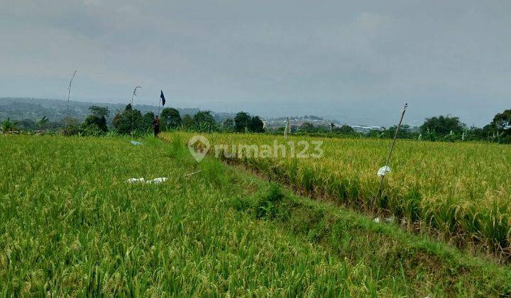 di Jual Villa Mewah Berikut Kebun Dan Sawah Subur di Cijeruk 2