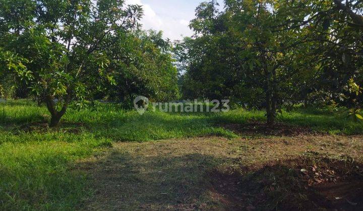 di jual perkebunan alpukat milki di kalapanunggal Parakan salak sukabumi 2