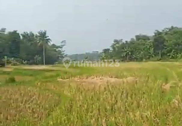 di jual lahan sawah produktif berikut penggilingan di warungkondang cianjur 1