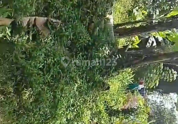 Di Jual Lahan/tanah Kebun Subur Ada Mata Air Di Cibadak Sukabumi 2