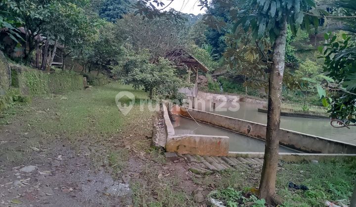 Di Jual Lahan Berikut Sawah dan Kolam di Leuwiliang Bogor Barat Di Jual Lahan Berikut Sawah dan Kolam di Leuwiliang Bogor Barat