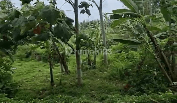 Di Jual Tanah Kebun Subur Di Cidahu Sukabumi 1