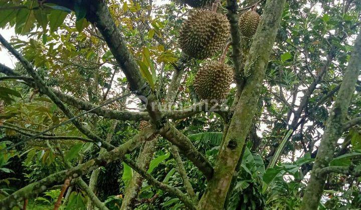 di Jual Lahan Kebun Durian di Caringin Bogor 2