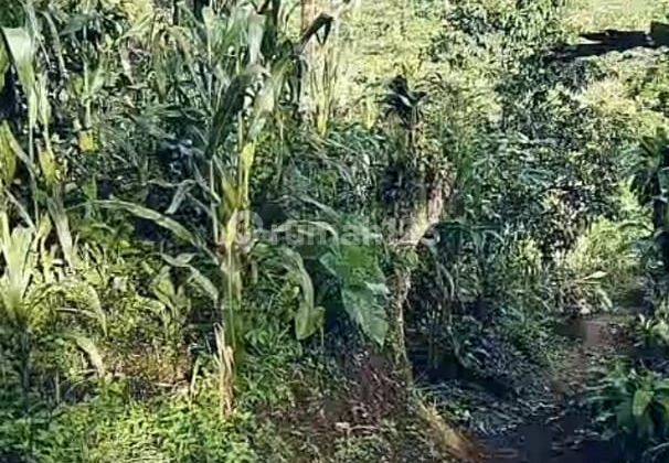 Di Jual Tanah Kebun View Gunung Di Ambarjaya Ciambar Sukabumi 2