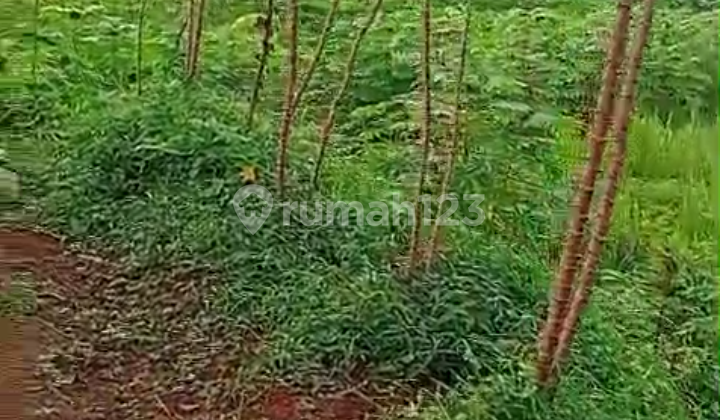 Di Jual Tanah Kebun Murah di Leuwisadeng Bogor Barat