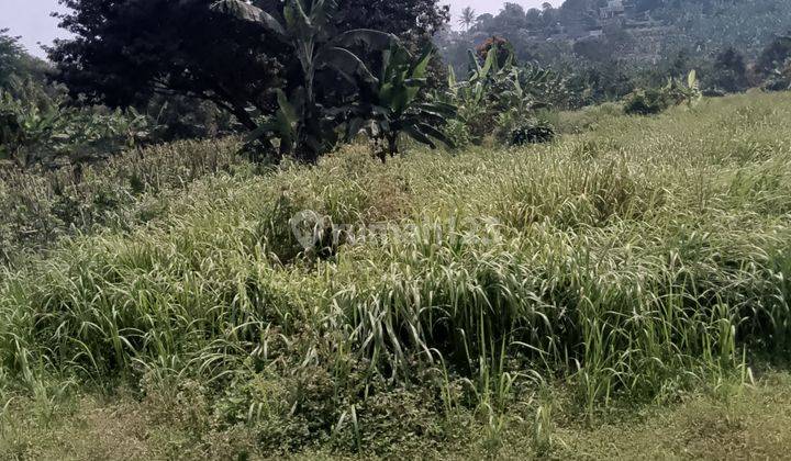 di Jual Lahan Kebun Murah di Tangkil Caringin 2