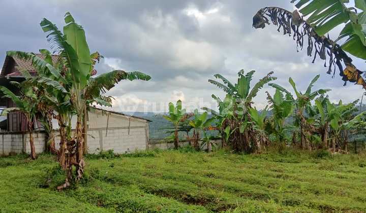 Di Jual Tanah Kebun Subur Di Ciambar Sukabumi Di Jual Tanah Kebun Subur Di Ciambar Sukabumi