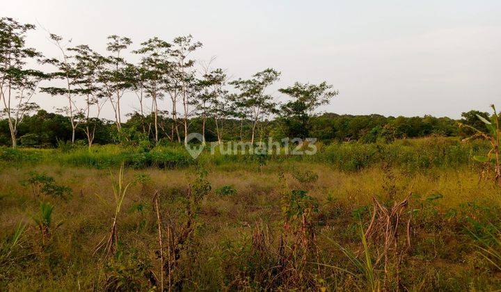 Di Jual Kebun Murah Di Cimangu Pandeglang 2
