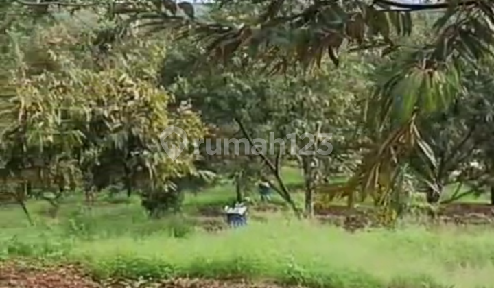 For Sale: Durian Orchard Land in Jasinga, West Bogor