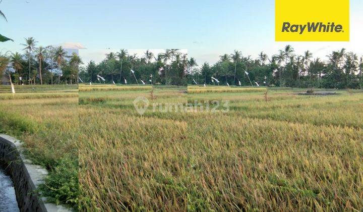 Dijual Tanah Sawah SHM di Desa Banjar Banyuwangi 1