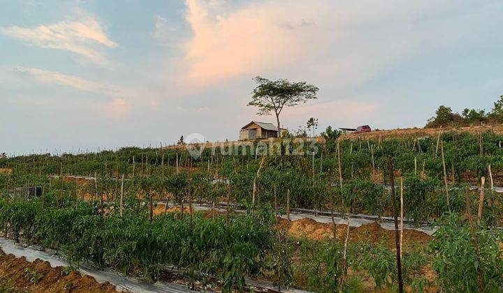 Land For Rent At Bintan Riau Near Singapore, Malaysia Suitable For Oil Palm Plantation, Farm, Fishery Near Trikora Beach 2