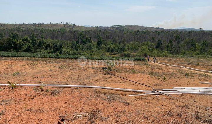 Tanah Murahhh 15 Hektar di Bintan Timur Riau Cocok Untuk Perkebunan, Pertanian, Perikanan 1