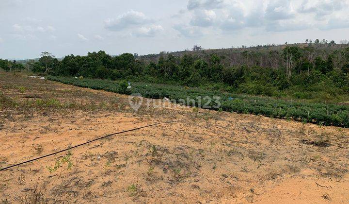 Land For Rent At Bintan Riau Near Singapore, Malaysia Suitable For Oil Palm Plantation, Farm, Fishery Near Trikora Beach 1