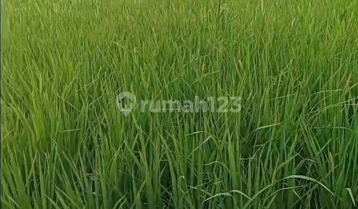 Dijual Tanah/Lahan 9Ha Bulakelor Brebes Jateng (Jl. Propinsi)