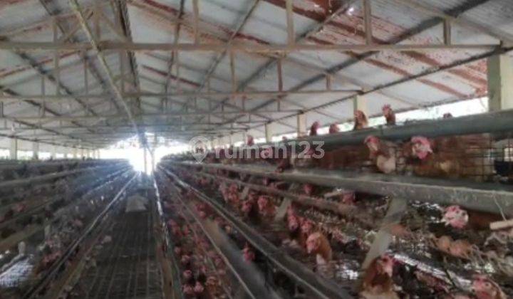 PETERNAKAN AYAM AKTIF DI BOGOR TIMUR SHM 6,6 hectare Tanah 1