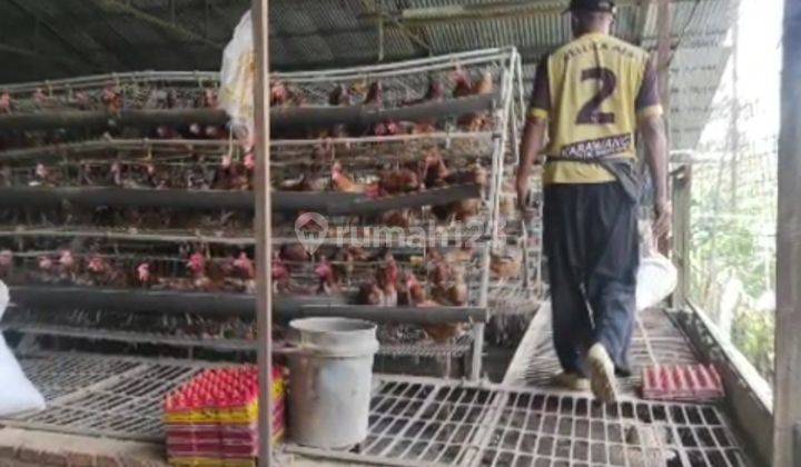 PETERNAKAN AYAM AKTIF DI BOGOR TIMUR SHM 6,6 hectare Tanah 2