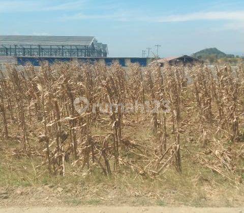 Lahan 10ha Lebar Muka 70m Kubangsari Brebes Jateng 2