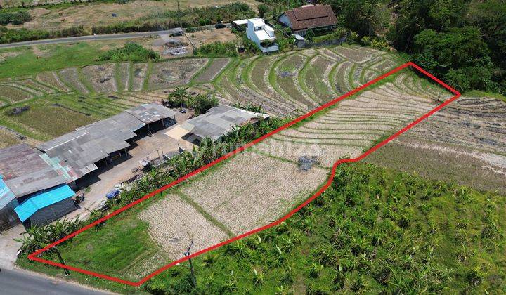 Hot List Di Jual Tanah Pinggir Jalan Utama Lokasi Kaba Kaba Kediri Tabanan  2