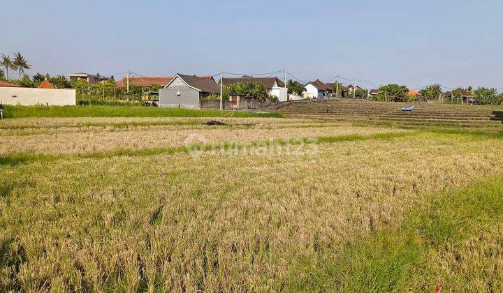 Hot List of Land for Sale with Rice Field View, Babakan Canggu, North Kuta 2