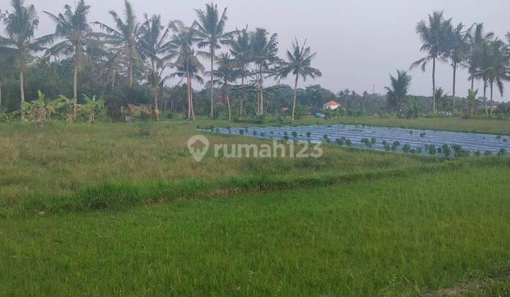 Hot List Land for Sale in Singakerta Ubud Gianyar 1