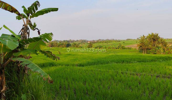 Hot List Di Jual Tanah View Sawah Lokasi Tibubiyu Kerambitan Tabanan 1