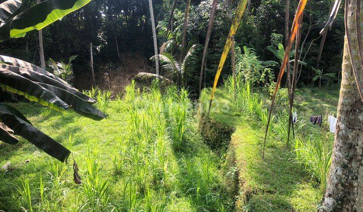 TOP URGENT DI JUAL TANAH VIEW SAWAH LOKASI PEJENG KANGIN UBUD GIANYAR 2