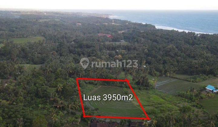 TOP URGENT LAND FOR SALE SEA VIEW LOCATION BONIAN BEACH ANTAP SELEMADEG TABANAN 2