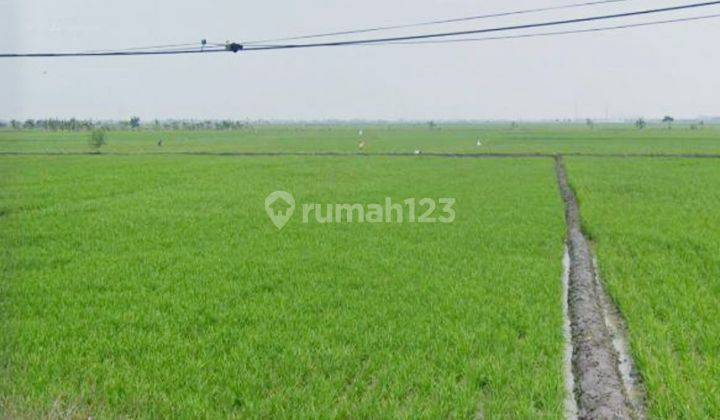 Tanah Sawah Datar Luas di Mainroad Majalaya Bandung 1