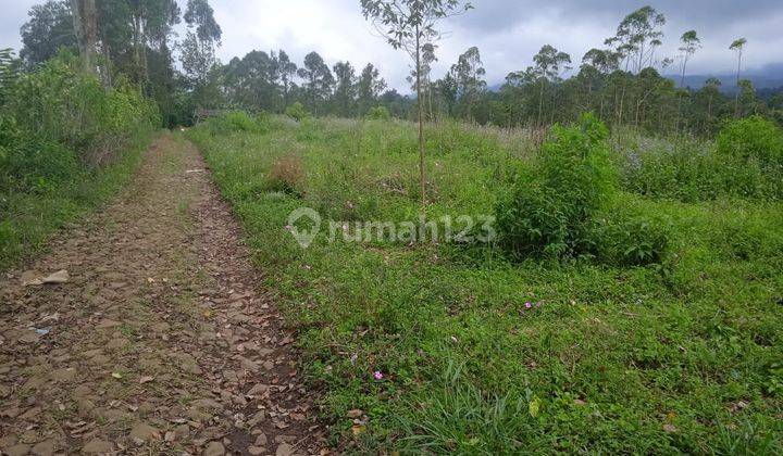 Tanah Perkebunan Aktif Strategis di Gambung Ciwidey Bandung 1