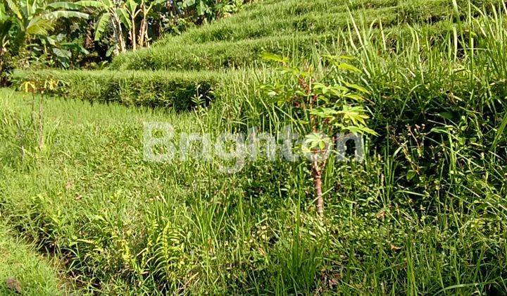 Tanah Sawah Subur Berkontur Terasering Di Penebel Tabanan 1