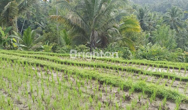 Tanah Sawah Subur Berkontur Terasering Di Penebel Tabanan 2