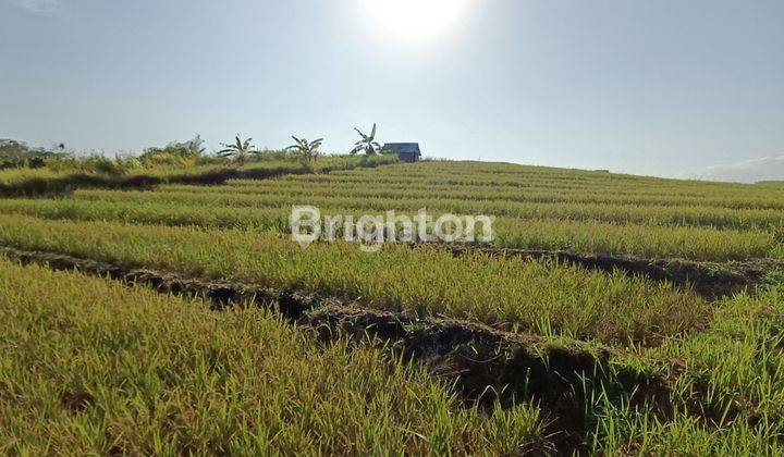 TANAH CANTIK DAN SEMPURNA DI TENGAH HAMPARAN SAWAH DEKAT PANTAI YEH GANGGA 2